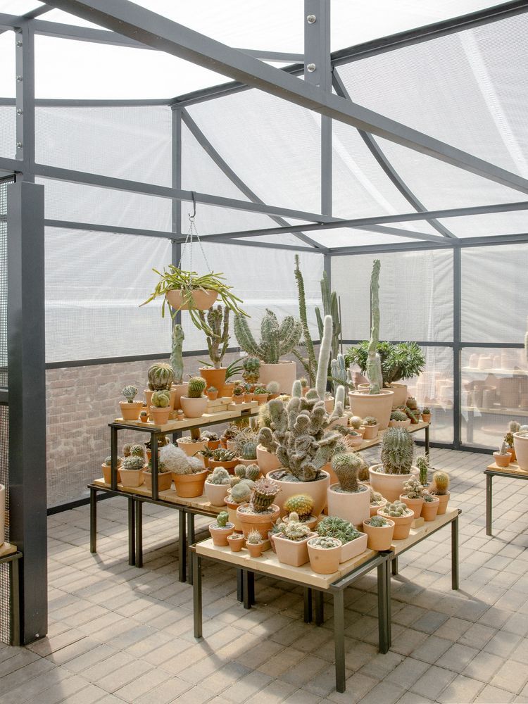 Gallery of New York Greenhouse / Part Office + Cactus Store  - 2 -   10 plants Cactus greenhouses ideas