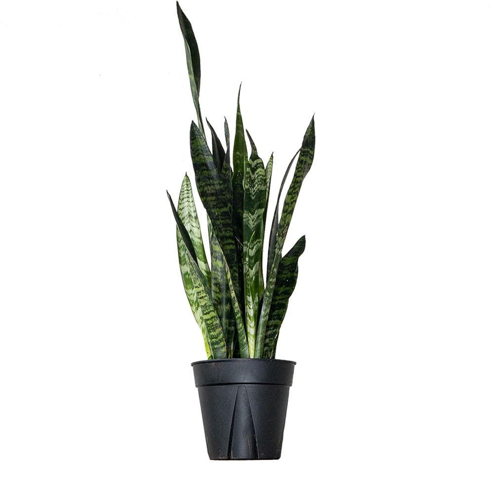 Buy Snake Plants | Direct from the Greenhouse | Planterina.com -   10 plants Cactus greenhouses ideas