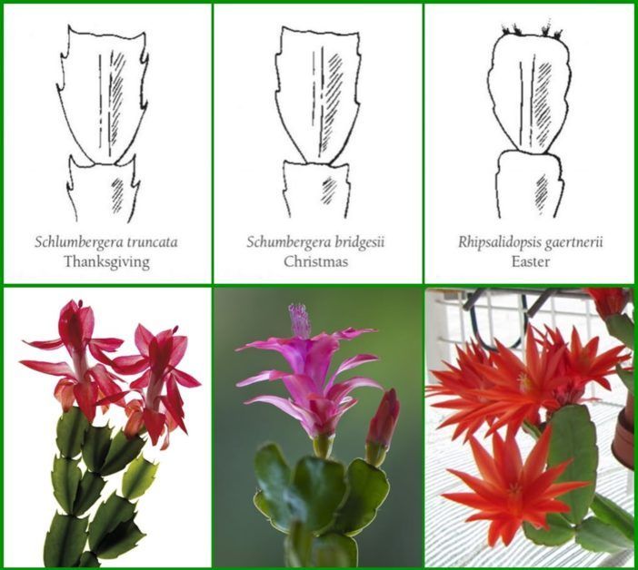 Is it a Thanksgiving, Christmas or Easter Cactus? | World of Succulents -   10 plants Cactus greenhouses ideas