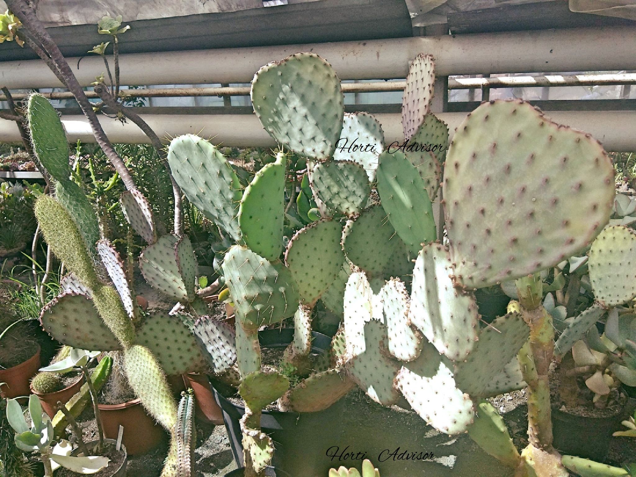 Opuntia | Cacti | Cactus Farm -   10 plants Cactus greenhouses ideas