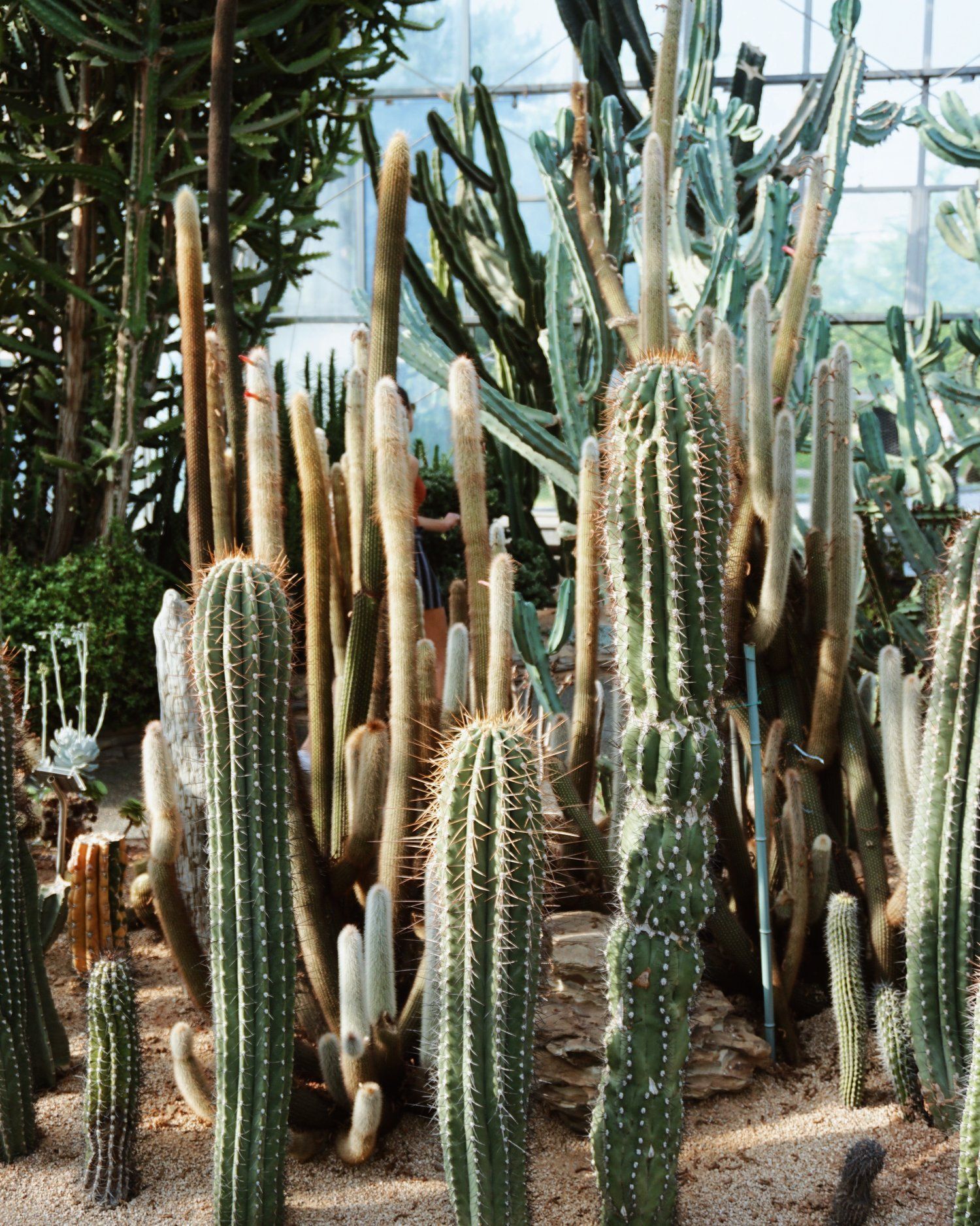 10 plants Cactus greenhouses ideas