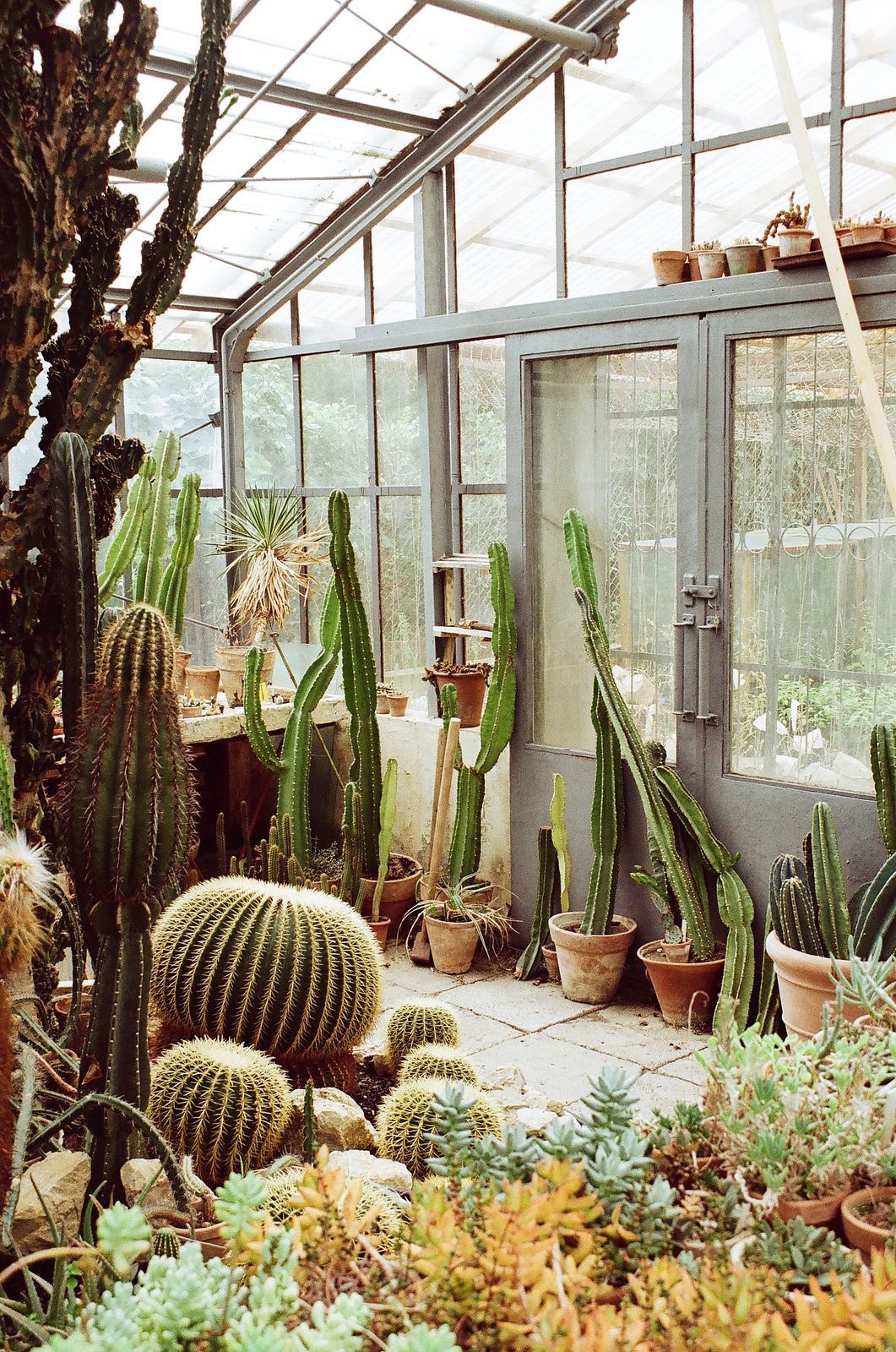 10 plants Cactus greenhouses ideas