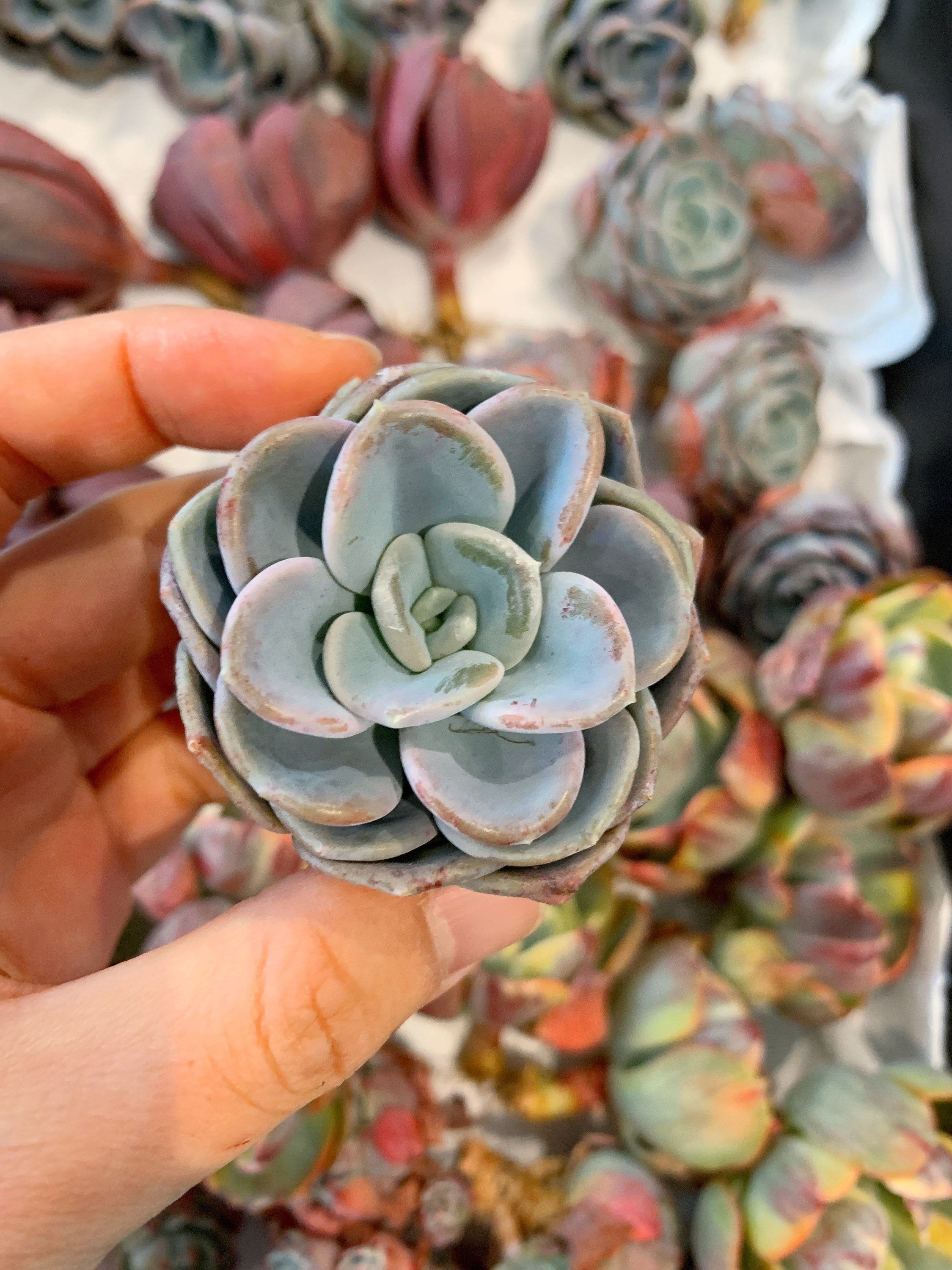 Echeveria Orpet -   10 plants Cactus greenhouses ideas