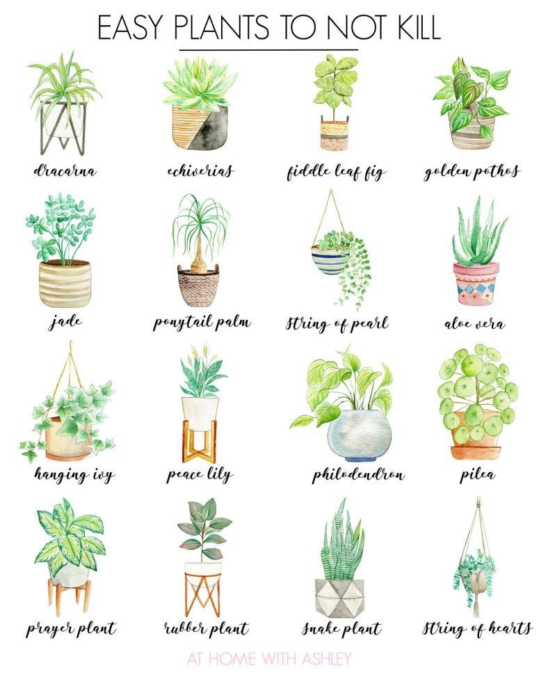 How to Get Started With House Plants - at home with Ashley -   15 cute planting Room ideas