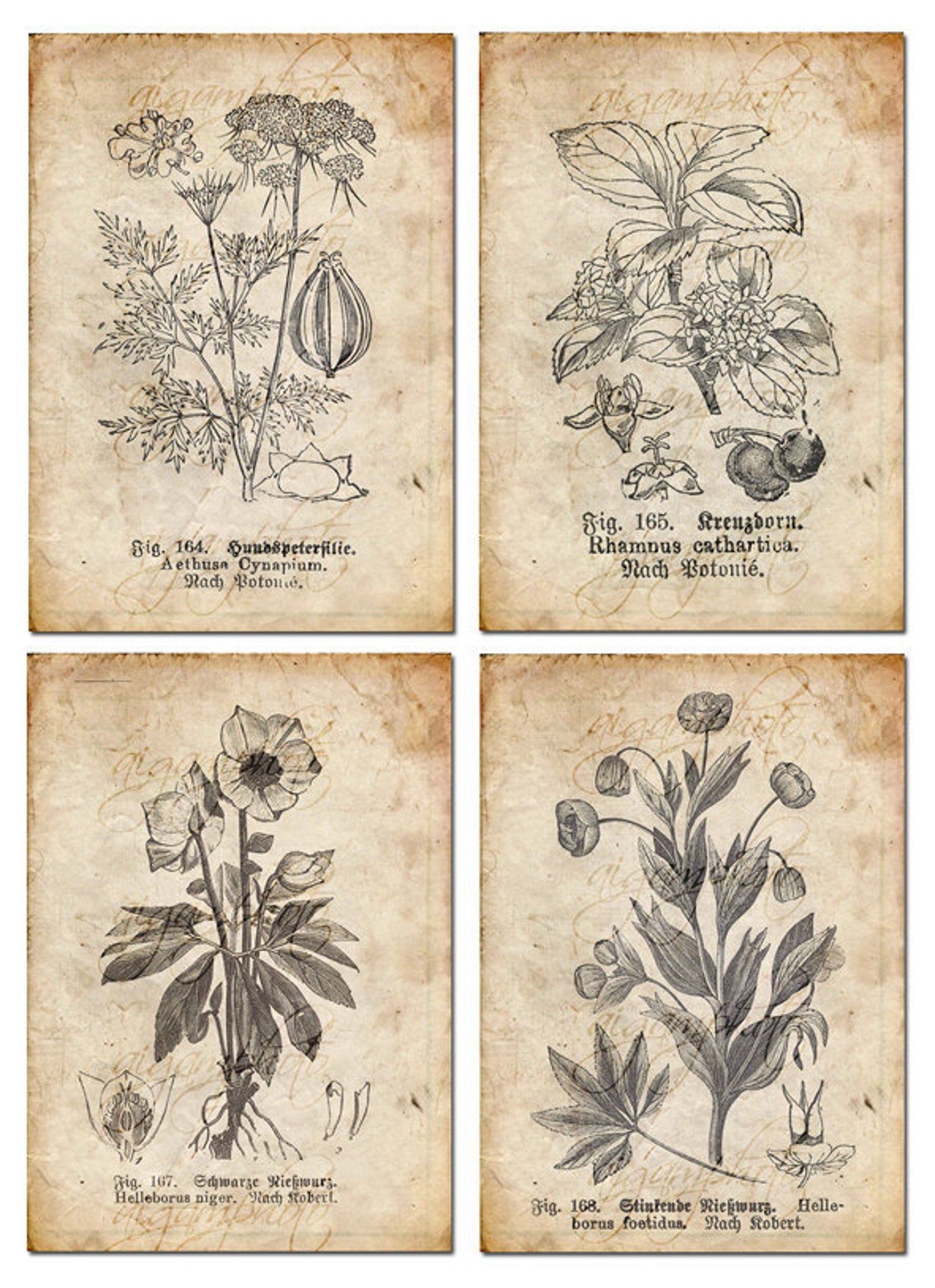 Vintage Botanical floral, plants, Old paper, drawing , set of 4 - digital download -   15 planting Drawing vintage ideas