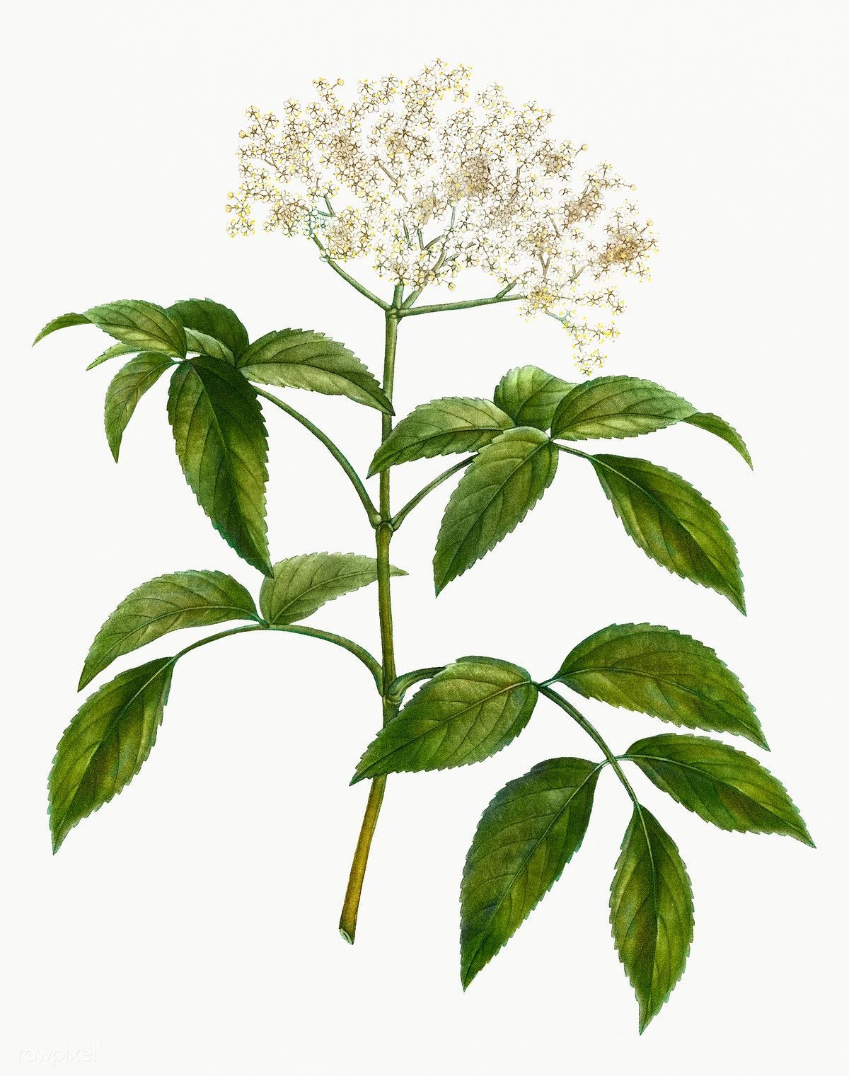 Download premium illustration of Vintage elderberry flowering plant -   15 planting Drawing vintage ideas