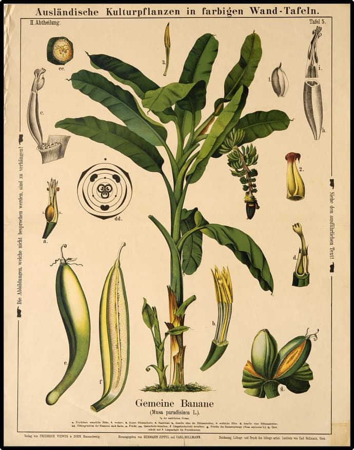 Cuemars Banana Vintage Botanical illustration - Trouva -   15 planting Drawing vintage ideas