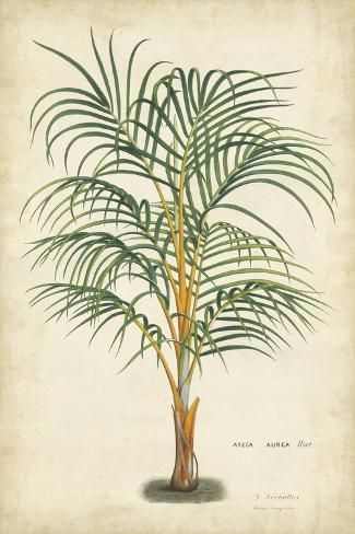 'Palm of the Tropics III' Art Print - Horto Van Houtteano | Art.com -   15 planting Drawing vintage ideas