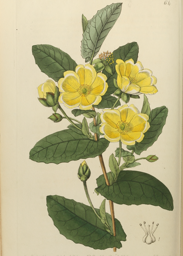 1843 Yellow flower illustration -   15 planting Drawing vintage ideas