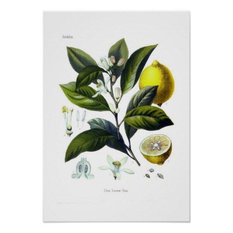 Citrus limonum (Lemon) Poster | Zazzle.com -   15 planting Drawing vintage ideas