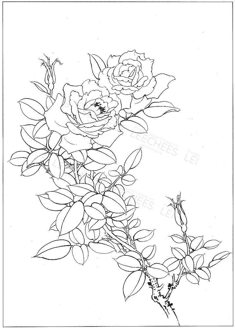 Botanical Plants Drawing, Chinese Roses line drawing, vintage gongbi technique, Coloring page for adult, wall art, wall hanging, art prints -   15 planting Drawing vintage ideas