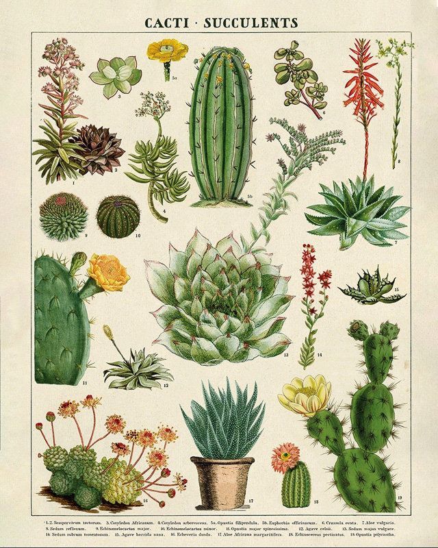 15 planting Drawing vintage ideas