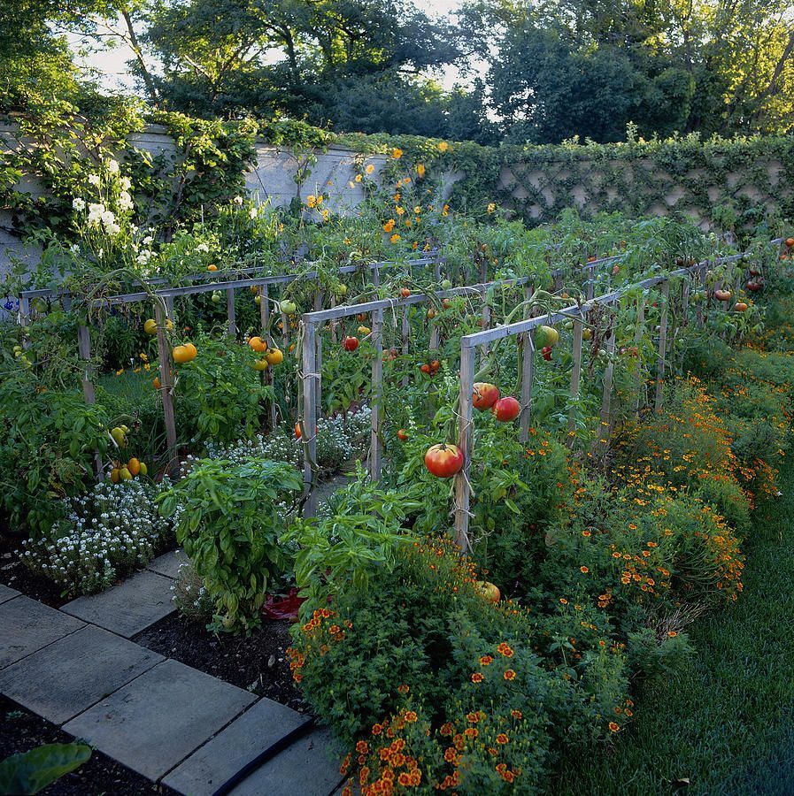 Vegetable Garden With Tomatoes Solanum by Richard Felber -   16 garden design Inspiration building ideas