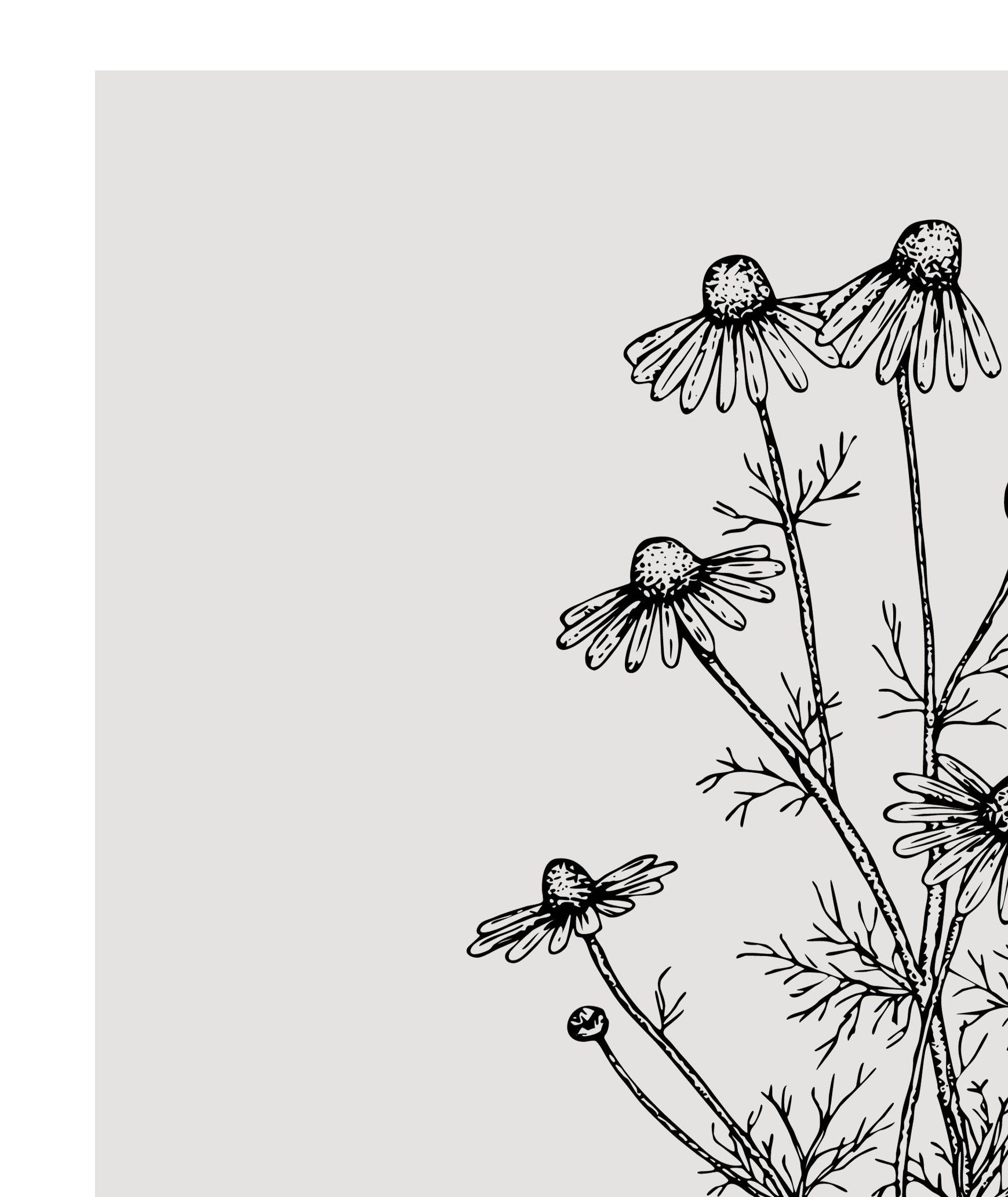 Chamomile print - Herbs art print - Kitchen decor - Herbs and plants - Kitchen printable - Grey monochrome - Sketch art prints - Poster -   17 plants Drawing design ideas