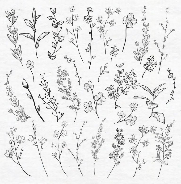 Vector Drawn Herbs, Plants, Flowers Vector Illustration EPS -   17 plants Drawing design ideas