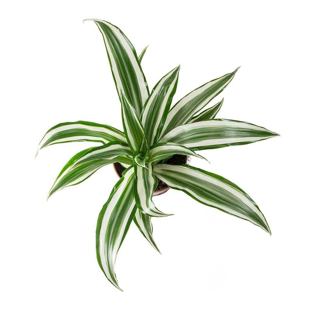 13 table plants Png ideas