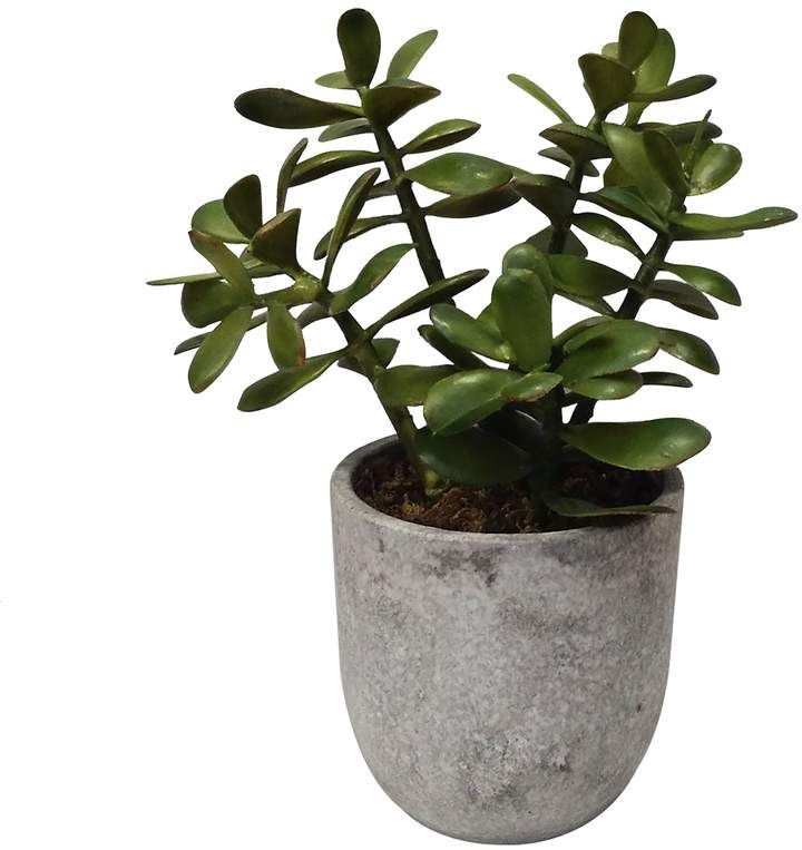 13 table plants Png ideas