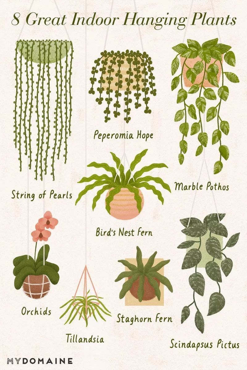 The 10 Best Indoor Hanging Plants to Turn Your Home Into a Jungle -   14 growing plants Illustration ideas