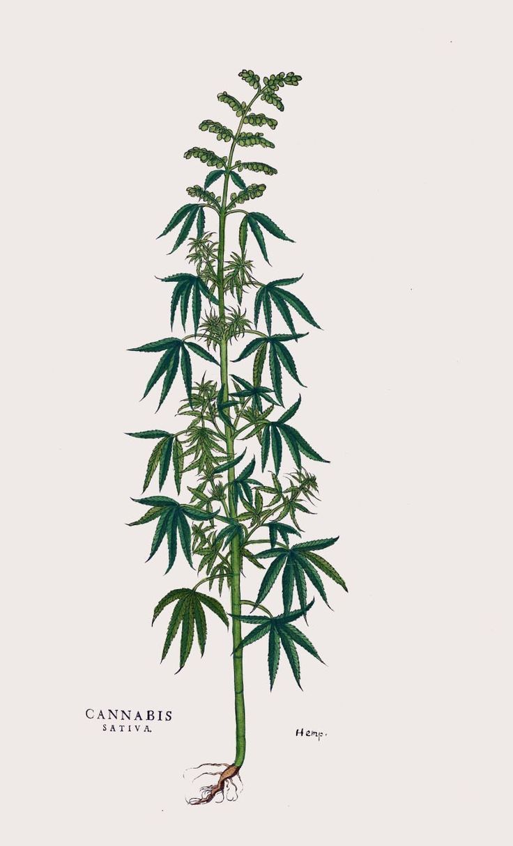 antique botanical print cannabis illustration digital download -   14 growing plants Illustration ideas