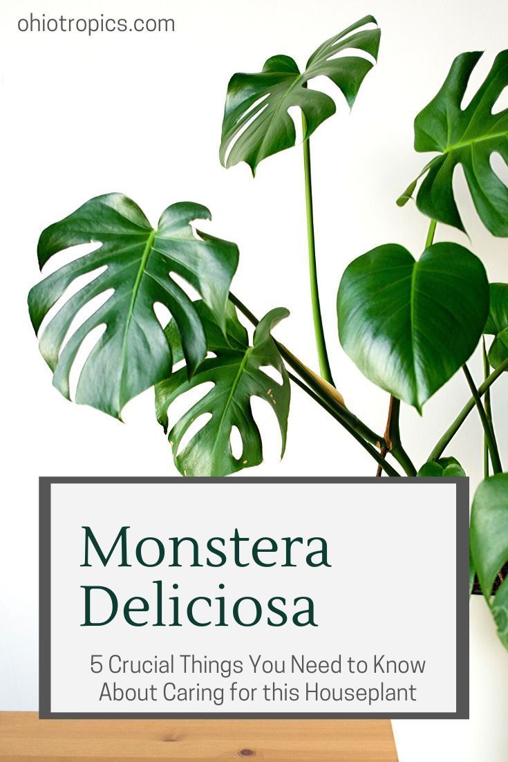 the ultimate guide on growing Monstera Deliciosa -   14 growing plants Illustration ideas