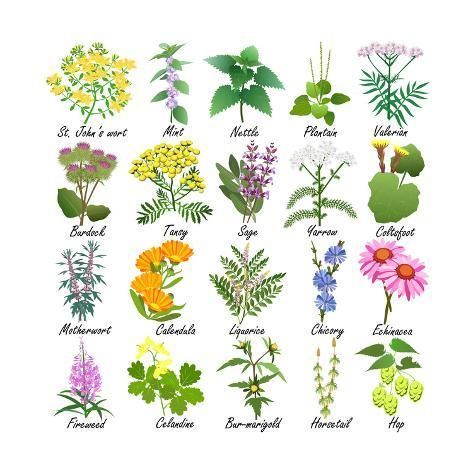 'Medicinal and Healing Herbs Collection. Hand Drawn Set of Botanical Vector Illustrations, Isolated' Art Print - Tatiana Liubimova | Art.com -   14 growing plants Illustration ideas