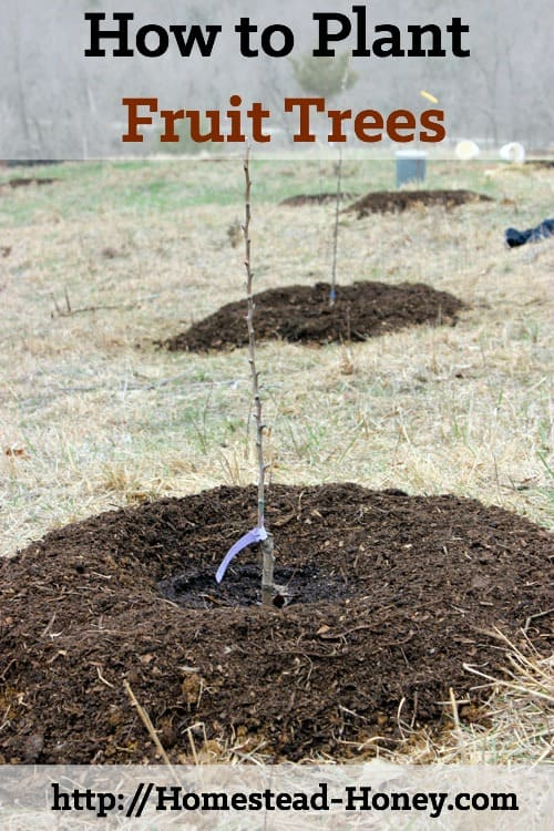 How to Plant Fruit Trees -   14 planting Vegetables fruit trees ideas