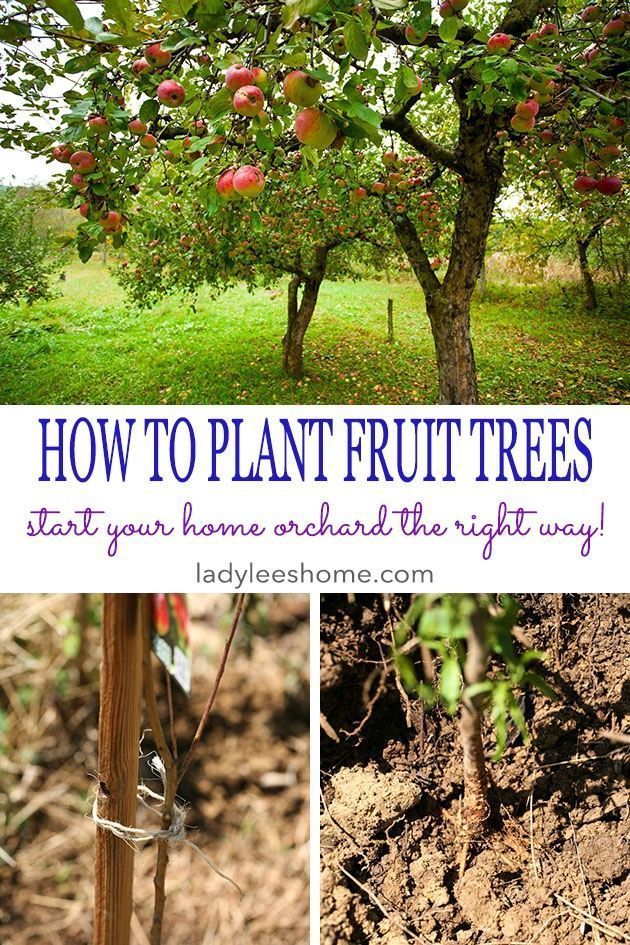 How to Plant Bare Root Fruit Trees | Lady Lee's Home -   14 planting Vegetables fruit trees ideas