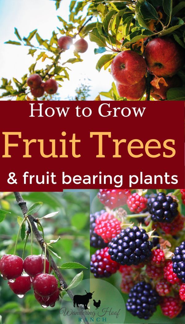 How to grow fruit trees for beginners. - Wandering Hoof Ranch -   14 planting Vegetables fruit trees ideas