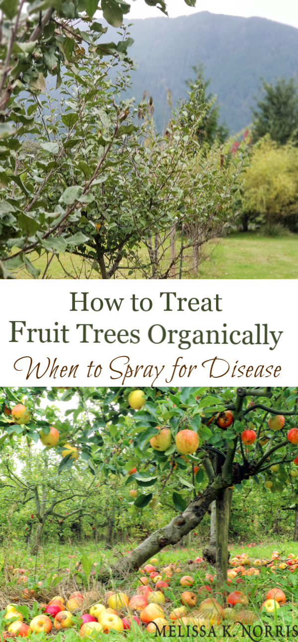 How to Treat Fruit Trees Organically: When to Spray for Disease - Melissa K. Norris -   14 planting Vegetables fruit trees ideas