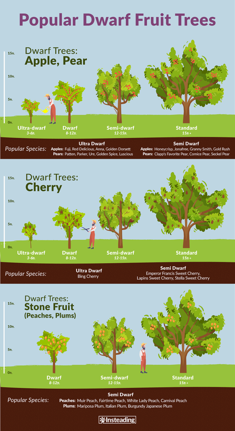 Small-Space Vegetable Garden? No Problemo. — Laughing Crow & Company -   14 planting Vegetables fruit trees ideas