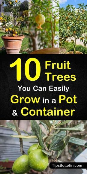 10 Fruit Trees You Can Easily Grow in a Pot or Container -   14 planting Vegetables fruit trees ideas