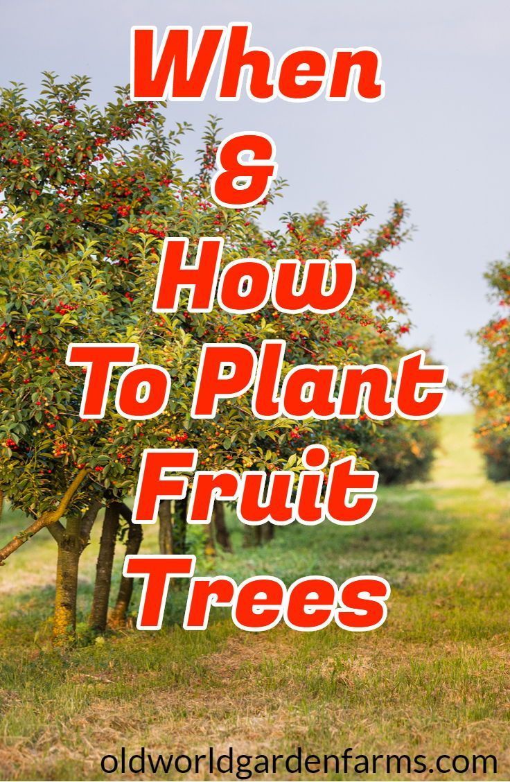 How And Why To Plant Fruit Trees In The Fall - Grow Your Own! -   14 planting Vegetables fruit trees ideas