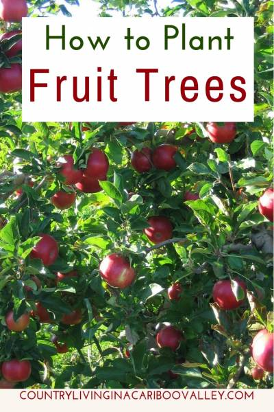 How to Plant Fruit Trees - Tips for Properly Planting Fruit Trees -   14 planting Vegetables fruit trees ideas