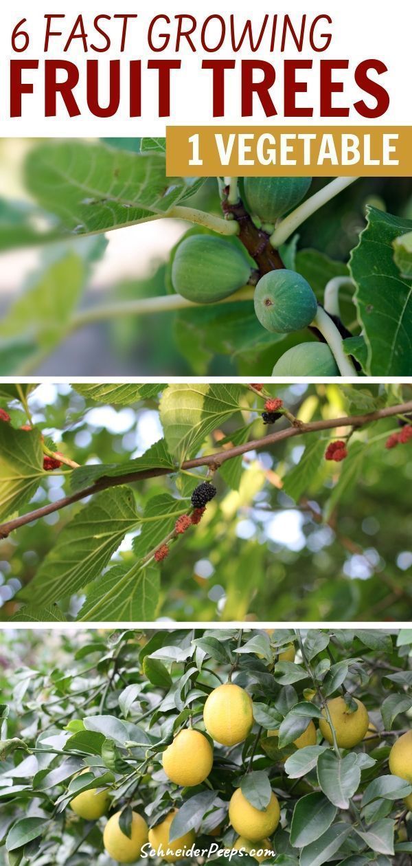 Six fast growing fruit trees {and one vegetable} -   14 planting Vegetables fruit trees ideas