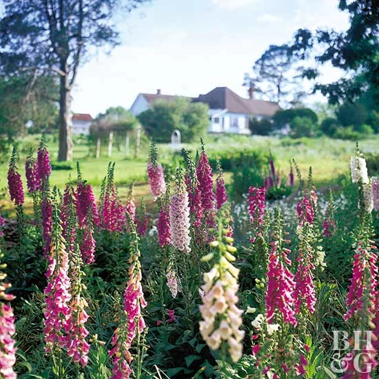 14 plants Background backyards ideas