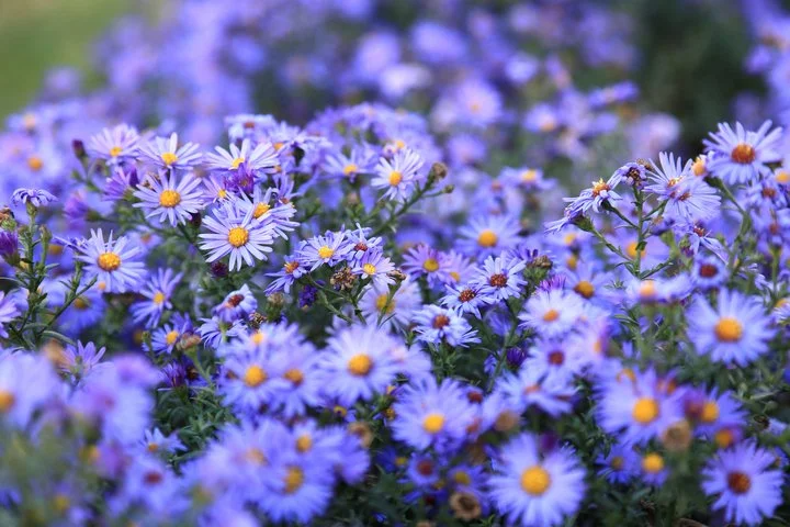 Fall Flowering Asters, Perennials - American Meadows -   14 plants Background backyards ideas
