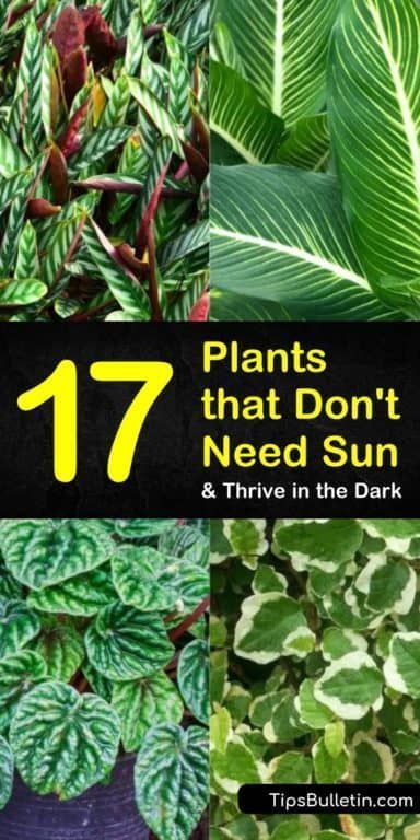 17 Amazing Plants that Don't Need Sun and Thrive in the Dark -   14 plants Background backyards ideas