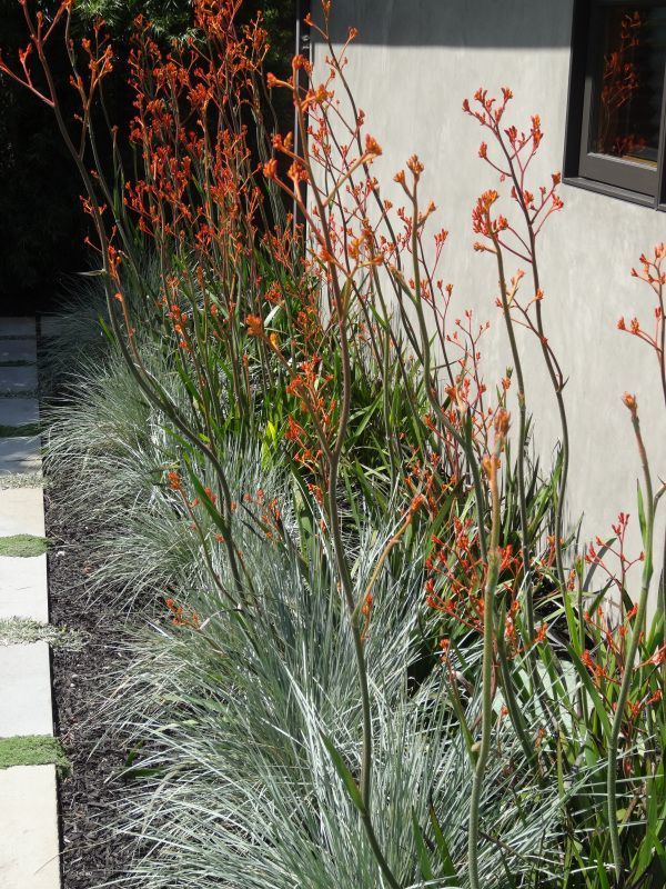 Plant pairing: kangaroo paw and blue oat grass -   14 plants Background backyards ideas