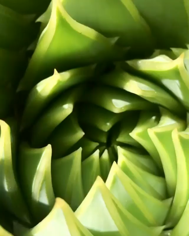 Espiral Aloe рџ?µ -   14 plants Background backyards ideas