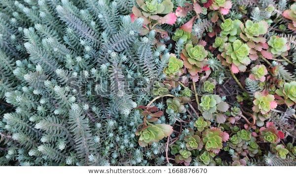 Succulent Carpet Miniature Cacti Plants Background Stock Photo (Edit Now) 1668876670 -   14 plants Background backyards ideas