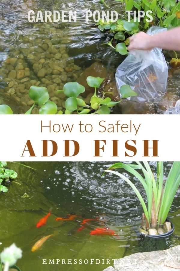 How to Add Fish to a Backyard Garden Pond | Empress of Dirt -   17 garden design Backyard fish ponds ideas