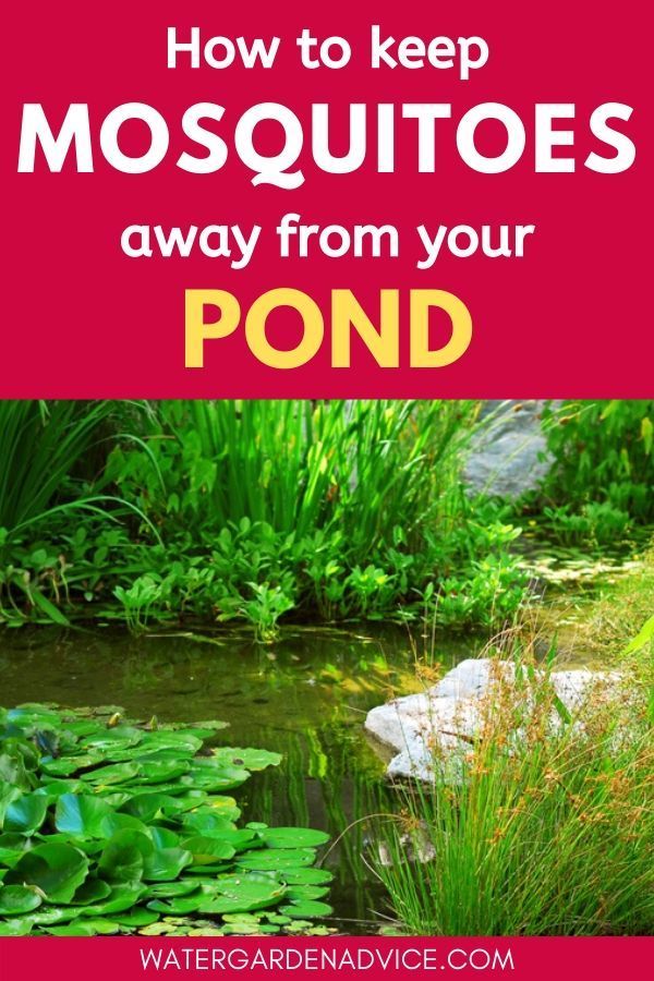 How To Keep Mosquitoes Away From Your Pond -   17 garden design Backyard fish ponds ideas