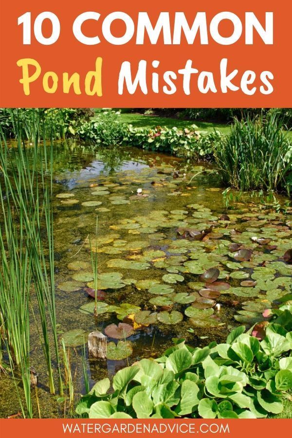 10 Common Pond Mistakes -   17 garden design Backyard fish ponds ideas