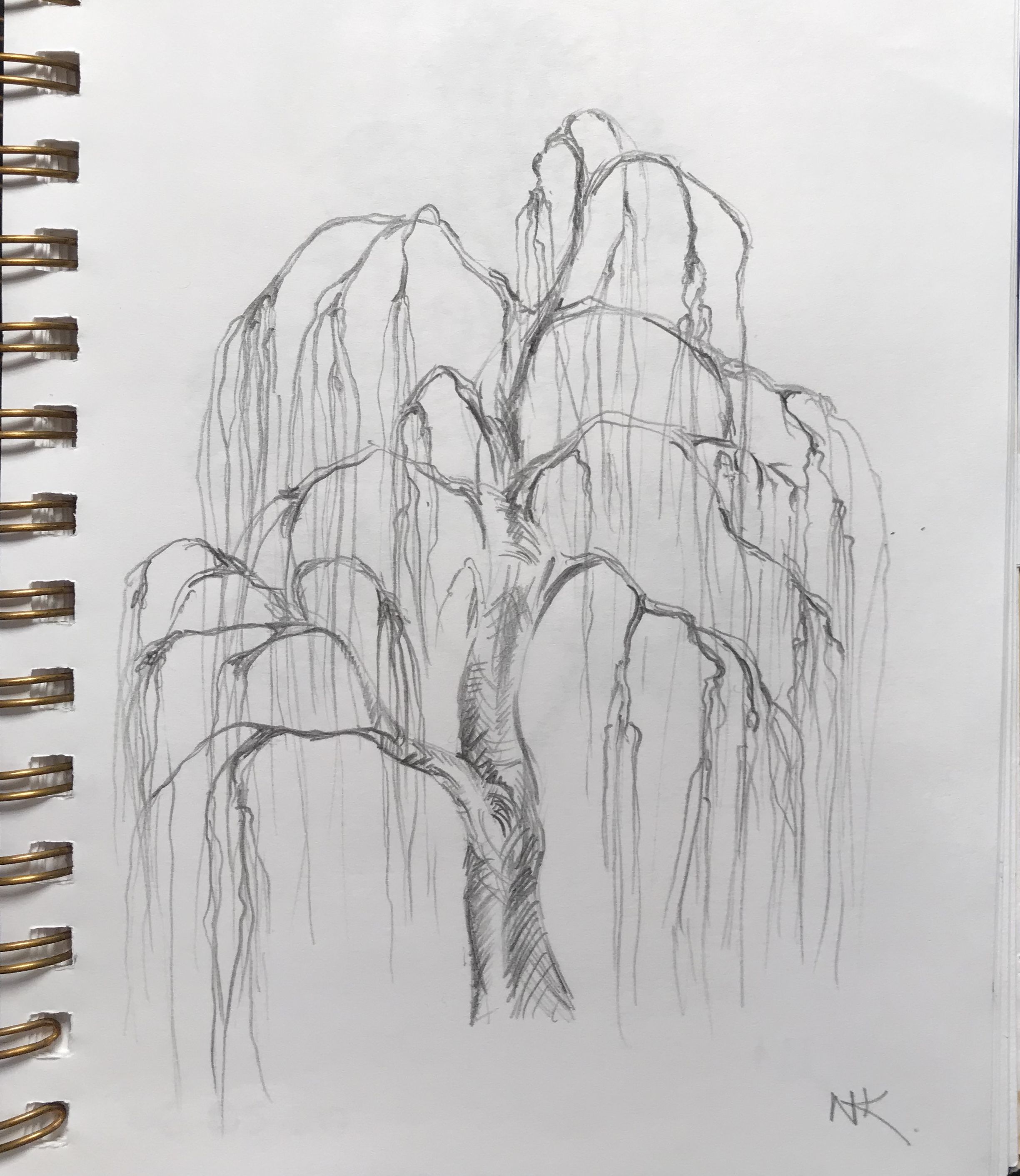Weeping Willow Tree Pencil drawing -   11 planting Drawing pencil ideas