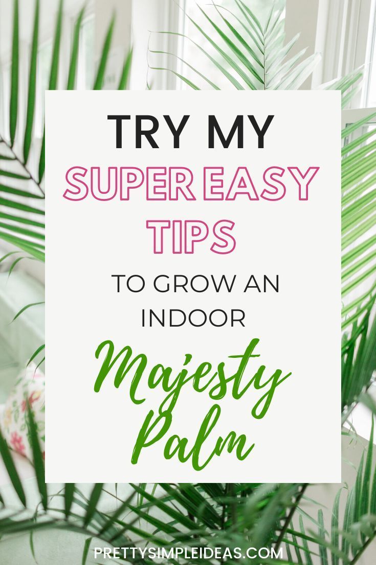 How to Care For Your Indoor Majesty Palm - Pretty Simple Ideas -   15 plants Beautiful simple ideas