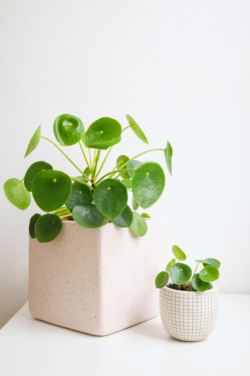 15 plants Beautiful simple ideas