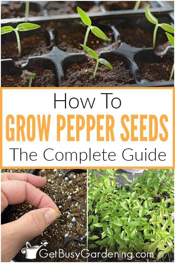 How To Grow Peppers From Seed: A Step-By-Step Guide -   17 plants Growing from seeds ideas
