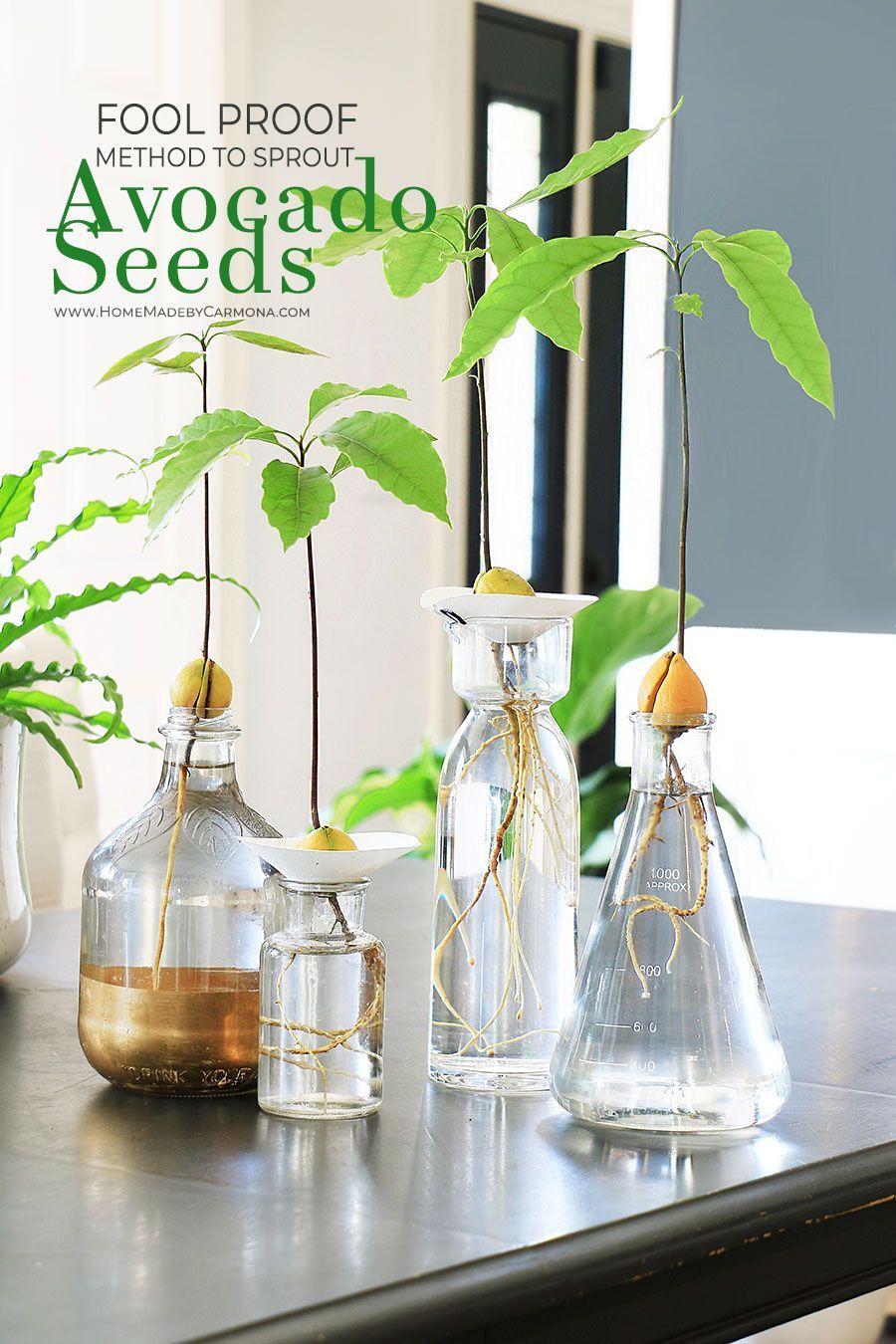 17 plants Growing from seeds ideas