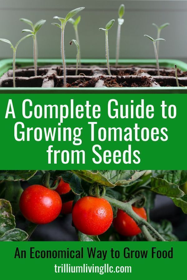 17 plants Growing from seeds ideas