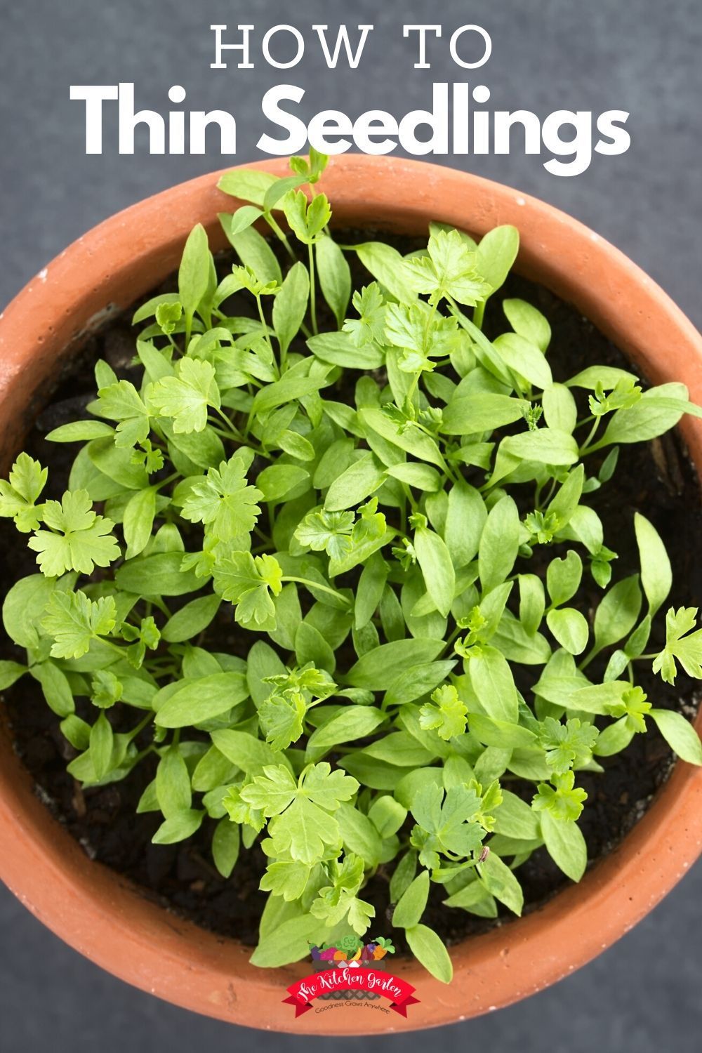How to thin seedlings -   17 plants Growing from seeds ideas